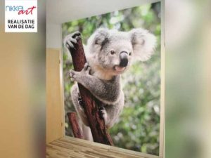 fotobehang-koala-nikkelart.jpg