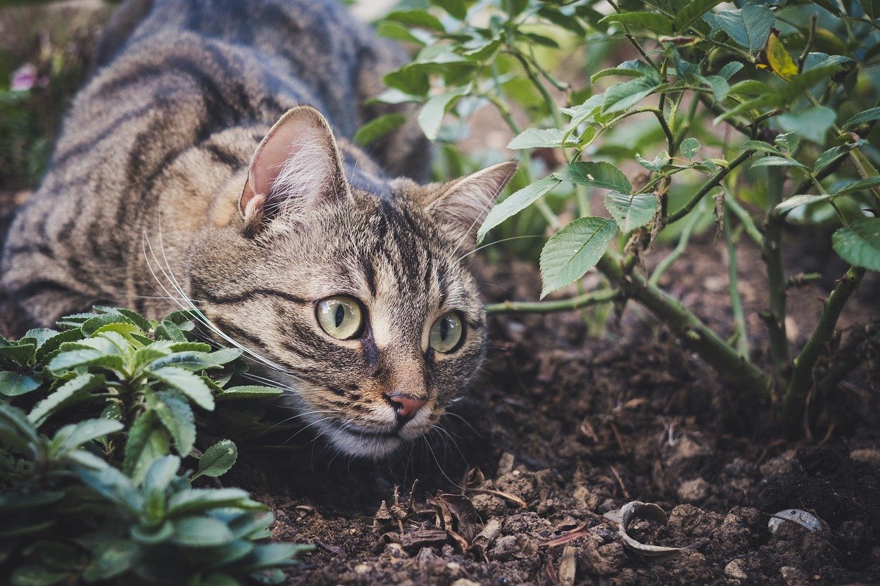 Hoe Houd Je Katten Uit De Tuin