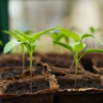 Tuinieren voor Beginners: Hoe Begin Je met het Kweken van Groenten en Kruiden
