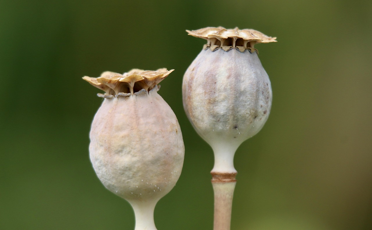 Genetische variatie in bloeiende tuinplanten.