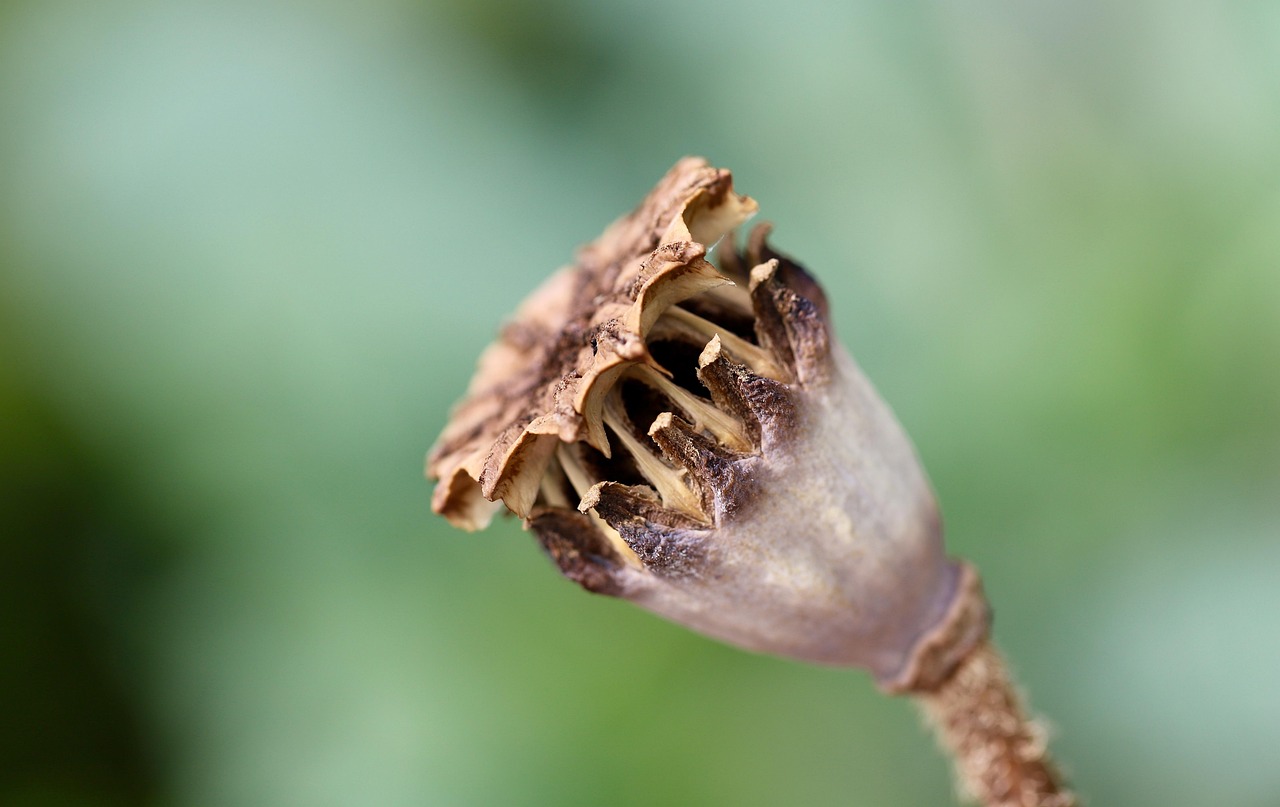 Kleurrijke tuin vol diverse plantenrassen.