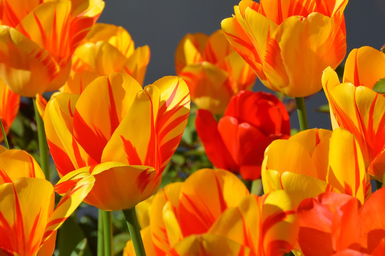 Levendige zomerbloemen in moderne tuin.