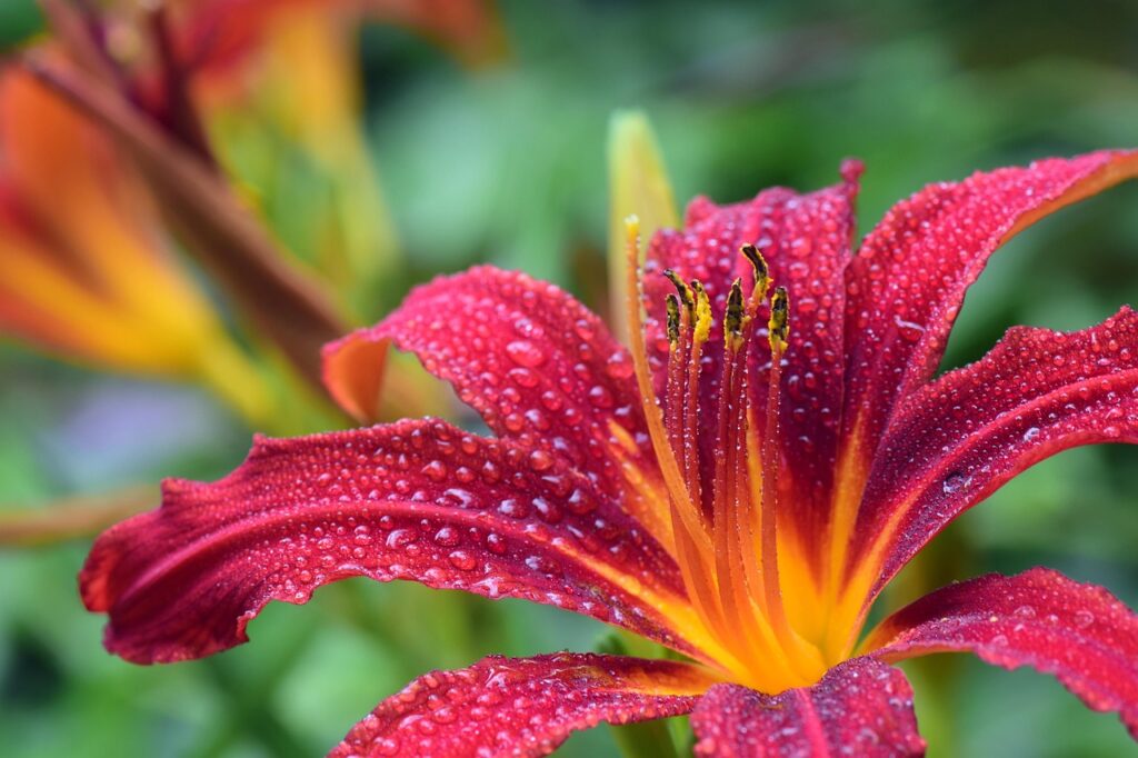Florerende-bloementrends-voor-een-kleurrijke-zomertuin-3495722