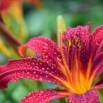Florerende bloementrends voor een kleurrijke zomertuin