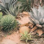 Eco-vriendelijke zomertuinen: inheemse planten die weinig water nodig hebben