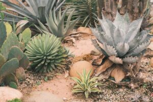 Eco-vriendelijke-zomertuinen-inheemse-planten-die-weinig-water-nodig-hebben-pexels_31970503