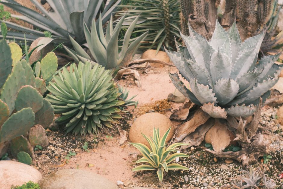 Eco-vriendelijke-zomertuinen-inheemse-planten-die-weinig-water-nodig-hebben-pexels_31970503