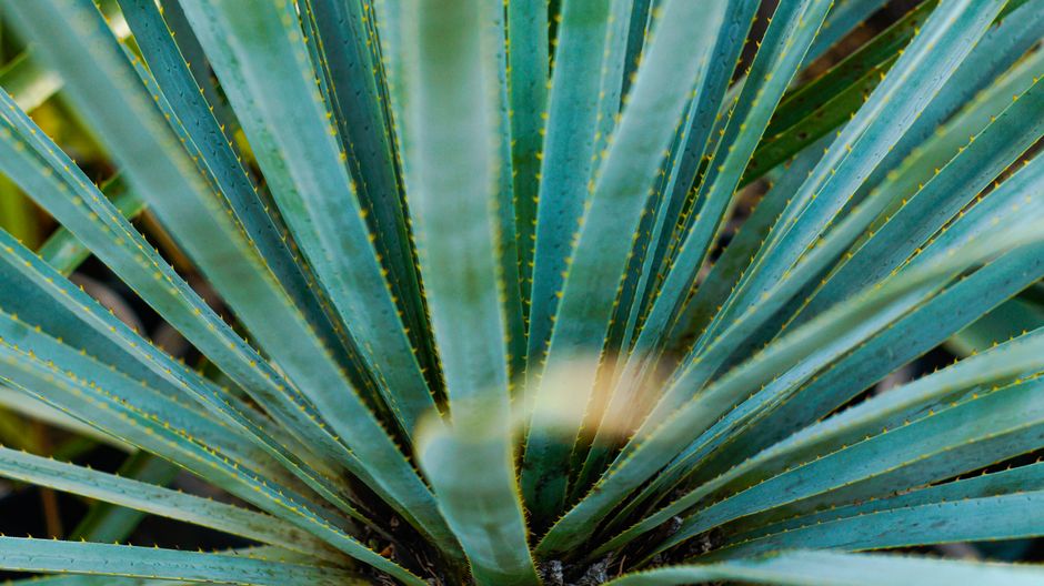 Groene oase van droogtetolerante planten. Groene oase van droogtetolerante planten.