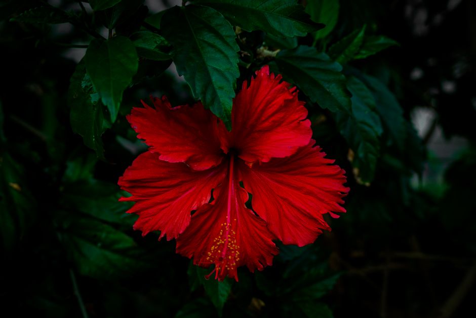 Muurschildering met kleurrijke hibiscus en bladeren. Muurschildering met kleurrijke hibiscus en bladeren.