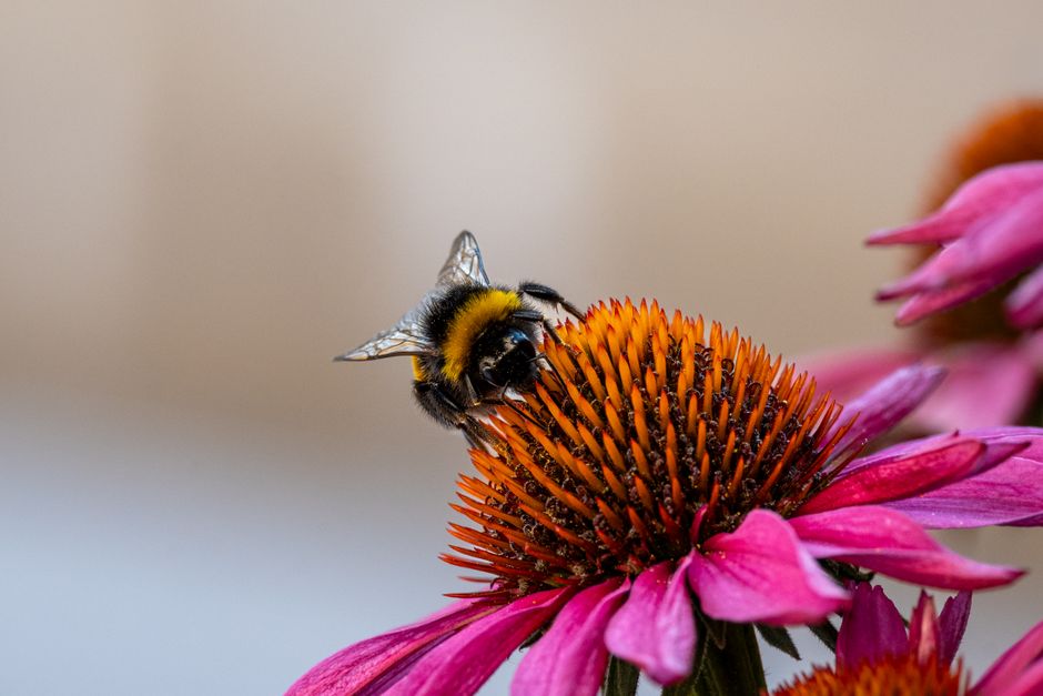 Vlugge vlinder landt op kleurrijke tuinbloem.