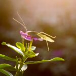 Insectvriendelijke bloemen in de tuin: help de natuur een handje