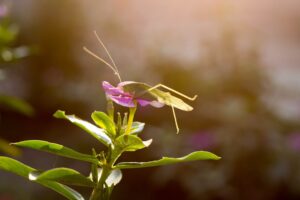 Insectvriendelijke-bloemen-in-de-tuin-help-de-natuur-een-handje-unsplash_G0O9KL_Ad5A