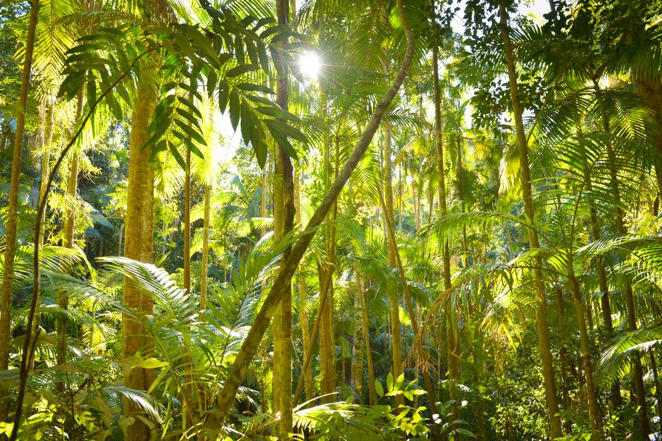 Junglethema sticker met tijger en groene planten. Junglethema sticker met tijger en groene planten.
