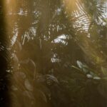 Raamstickers met junglethema: maak een koele groene oase