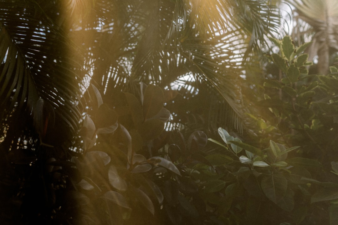 Raamstickers-met-junglethema-maak-een-koele-groene-oase-unsplash_XTwfkCPQXbY