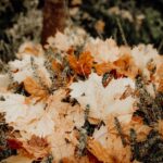 De verborgen charme van buitenkeukens in de herfst