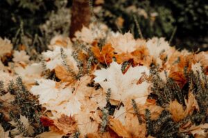 De-verborgen-charme-van-buitenkeukens-in-de-herfst-pexels_33915751