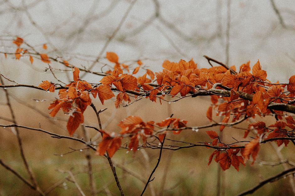 Productieve werkruimte ingericht met herfstkleuren. Productieve werkruimte ingericht met herfstkleuren.