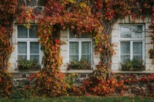 Innovatieve-gevelgroei-klimplanten-als-natuurlijke-zonwering-unsplash_4SqhbASBL90