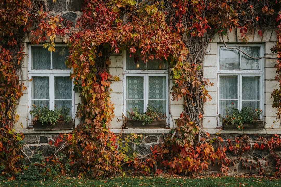 Innovatieve-gevelgroei-klimplanten-als-natuurlijke-zonwering-unsplash_4SqhbASBL90