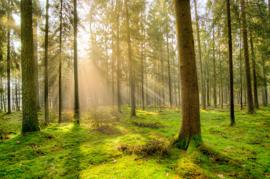 Natuurlijke bosmuurschildering voor serene ruimtes. Natuurlijke bosmuurschildering voor serene ruimtes.