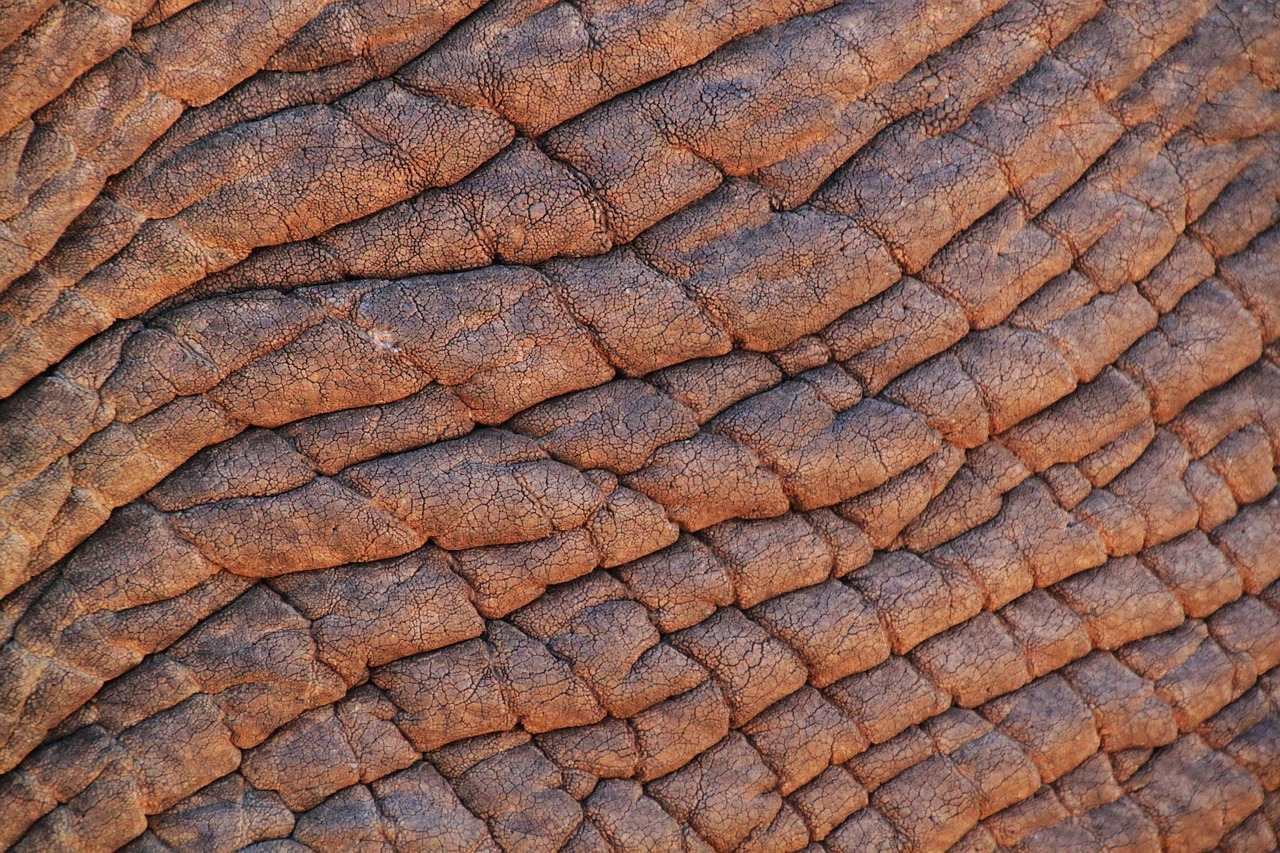Herfstkamertje met knusse olifantenmuurdecoratie. Herfstkamertje met knusse olifantenmuurdecoratie.